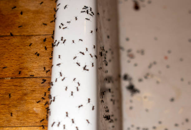 Best Cockroach Control Services  in Village Of Oak Creek, AZ