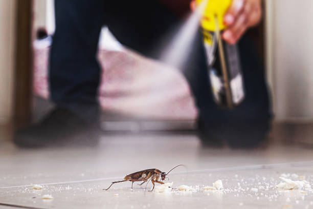 Best Insect Control  in Village Of Oak Creek, AZ