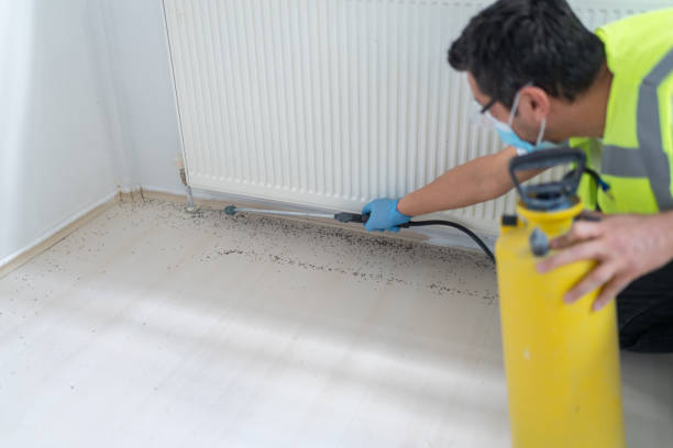 Best Termite Control Services  in Village Of Oak Creek, AZ